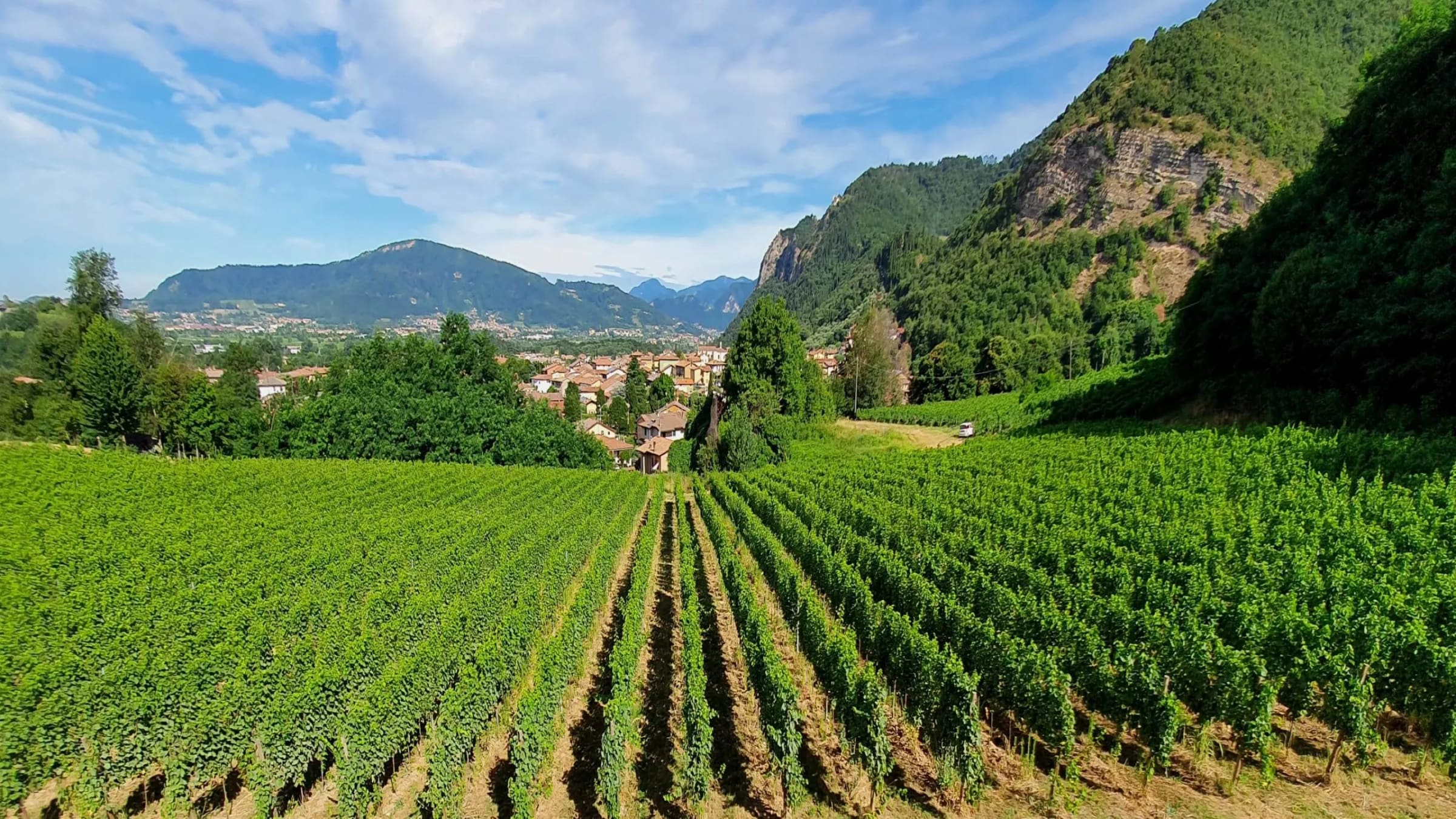 Panorama di vigneti con montagne sullo sfondo